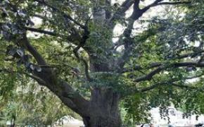 Artist Selected to Transform Historic Copper Beech Tree into Public Sculpture at Weaver Library 