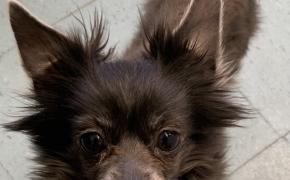 Chihuahua brought to Rumford Pets