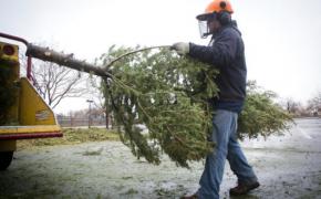 Christmas tree chipping and recycling 
