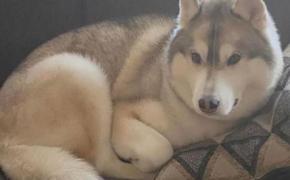 A $1,000 check in memory of Niko, a husky that was shot and killed in Riverside, was presented  to the RI SPCA. The donation was made possible by community members throughout Rhode  Island, Massachusetts and as far away as San Antonio, Texas.