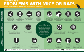 Preventing rats on your property