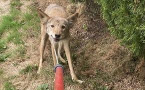Coyote with rabies found in East Providence