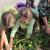 Waddington students pick carrots during outdoor classroom learning, thanks to Whole Kids Foundation grant